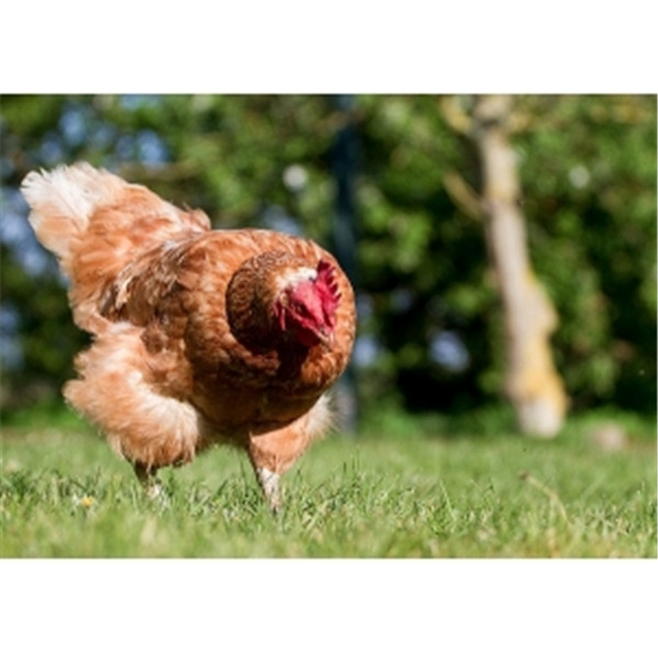 射频识别技术可以发现鸡的悲观情绪